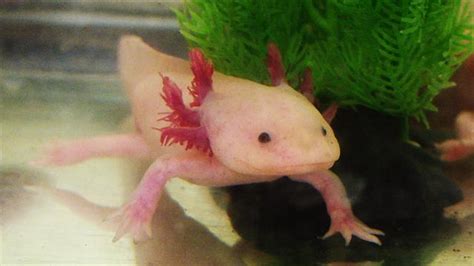 Saving Axolotls In Mexico City