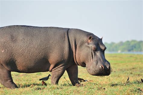 Hipopótamo Ecologia Características Fotos Infoescola