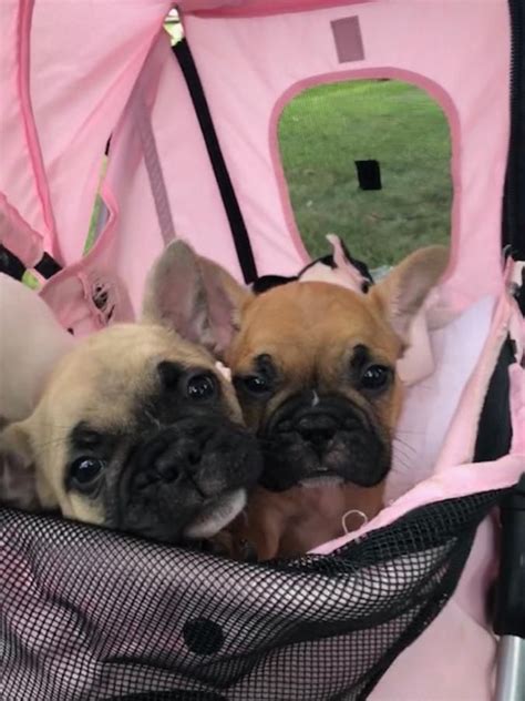 Chocolate colored frenchies are similar to blue frenchies, in the sense that they are a base color black means black, without a trace of brindle. AKC Blue Carrier French Bulldogs,.... Black and White pied ...