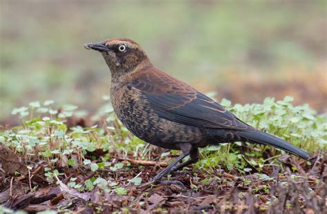 Blackbird, in the new world, any of several species belonging to the family icteridae (order passeriformes); Rusty Blackbird | San Diego Bird Spot