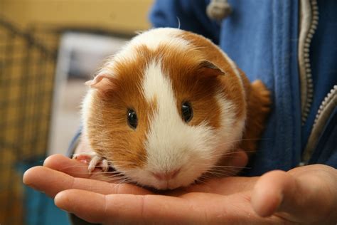 Guinea Pig Wallpapers Images Photos Pictures Backgrounds