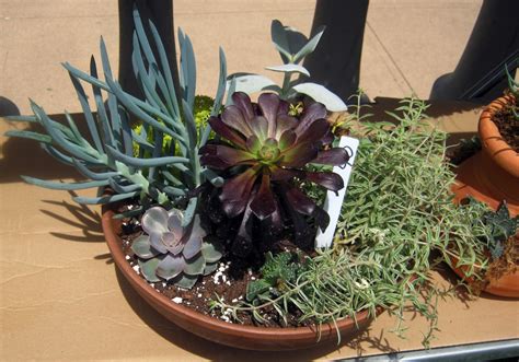 A Gallery Of Succulents And How To Grow Them Dengarden