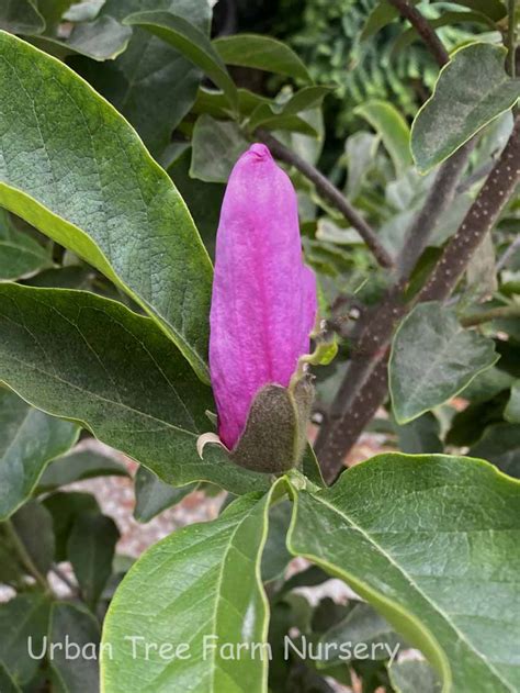Magnolia The Girls Jane Urban Tree Farm Nursery