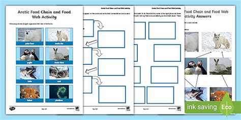 Arctic Food Chain And Arctic Food Web Activity Primary