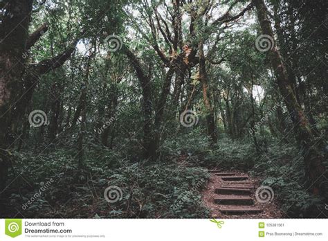 Greenery Rainforest And The Wooden Walk Way Stock Image Image Of Park