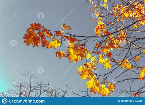 Autumn Colorful Bright Leaves Against A Blue Sky In An Autumn Park