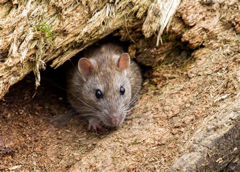 Pl1d5630 Brown Rat Rattus Norvegicus Coombe Country Par Flickr
