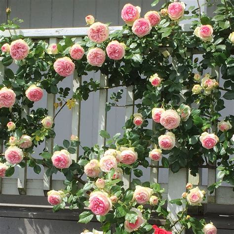 Eden Climber® | Climbing roses trellis, Climbing roses, Rose garden design