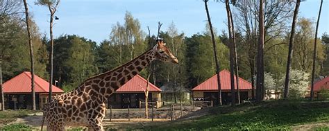 Ervaring savanne lodge beekse bergen. Nieuw Safari Resort Beekse Bergen