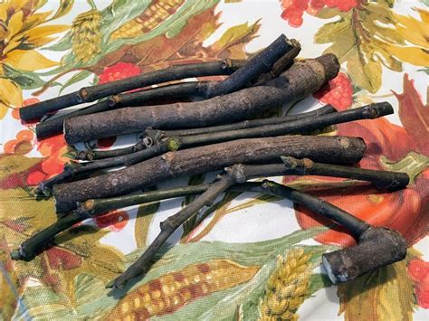 Nearly seedless white flesh with a delicate sweet honey flavor transports the taste buds back to the taste of the figs from your childhood. FigBid - Online Auctions of Fig Trees, Fig Cuttings ...
