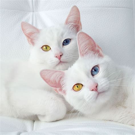 Photos Adorable Twin Cats Showcase Their Fascinating Eye Colors Baby