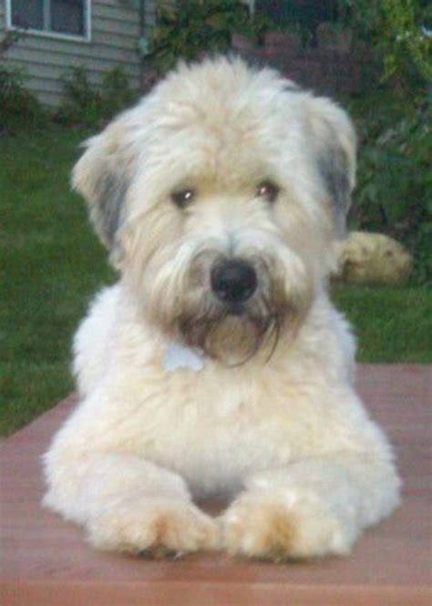 Shaved wheaten terrier with summer coat. Why Wheaten Terriers Are The Best Family Dog In The World ...