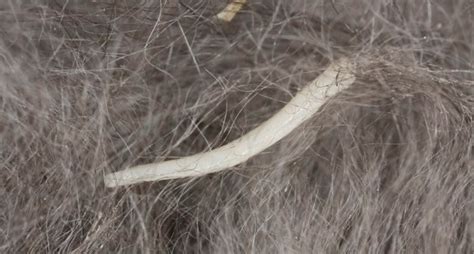 Worm And Parasite Prevention In Cats - CatTime