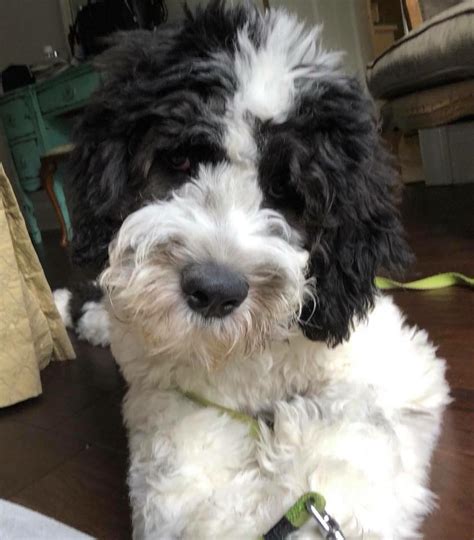 The saint berdoodle is a designer or hybrid dog of the st. Saint Berdoodle and Mini Saint Berdoodle Pups for Sale ...