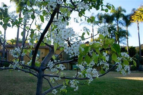 What are the shipping options for ornamental trees? The Gardens of Petersonville: My Little Ornamental Pear