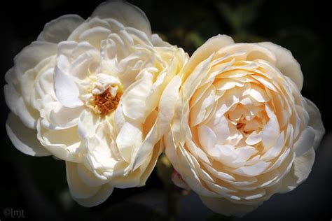 In the early 1950s david austin set out to create a more beautiful rose. Hemingway Roses: Windermere David Austin Rose