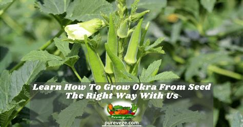 Learn How To Grow Okra From Seed The Right Way With Us