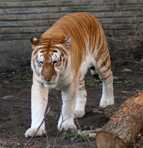 A Golden Tiger Is An Extremely Rare Variation Of Colors In The Tigers Aww