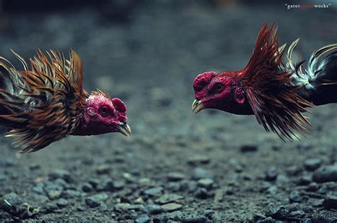 Baginda saw menyebutkan tentang kebaikannya dalam sunnah baginda adalah untuk manfaat awam. Bandar Sabung Ayam Terbesar Berikan Daun Sirih Untuk ...
