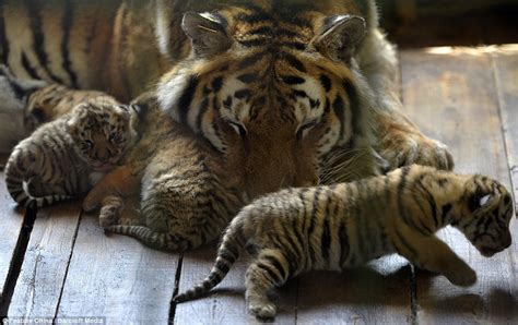 Chinese Zoo Debut Rare Tiger Cubs With Beautiful Images