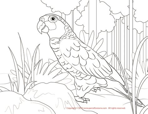 These birds live in humid tropical forests of hot countries, making nests in tree hollows high above the ground. Coloring Pages