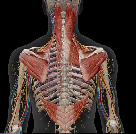 Intermediate Back Muscles Diagram Quizlet