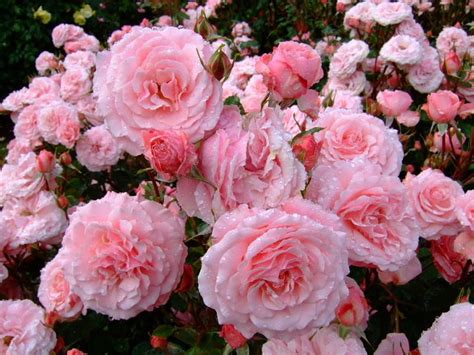 With these flower png images, you can directly use them in your design project without cutout. Image result for pink nature aesthetic | Nature ...