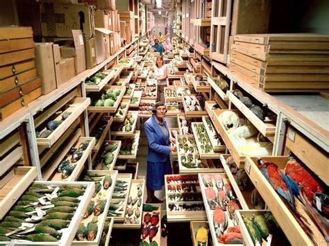 A View Inside Hidden Smithsonians Archives Shows The Incredible