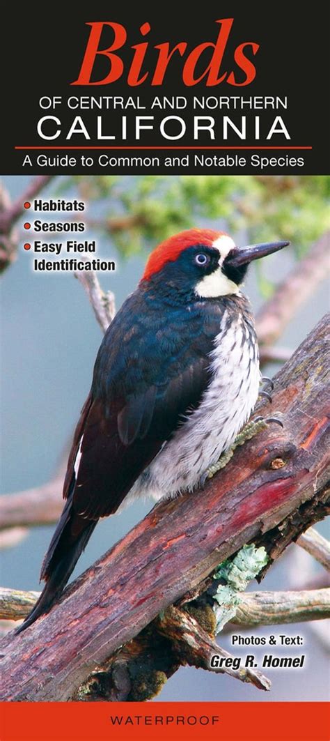 Birds Of Central And Northern California A Guide To Common And Notable Sp