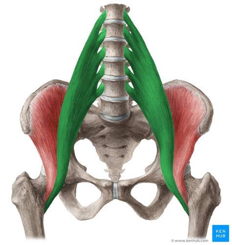 Musculus Iliopsoas Anatomie Funktion Und Pathologie Kenhub Porn Sex