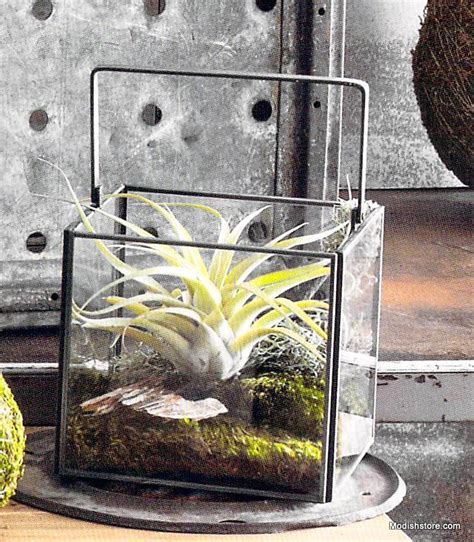Roost Square Dry Terrariums Modish Store