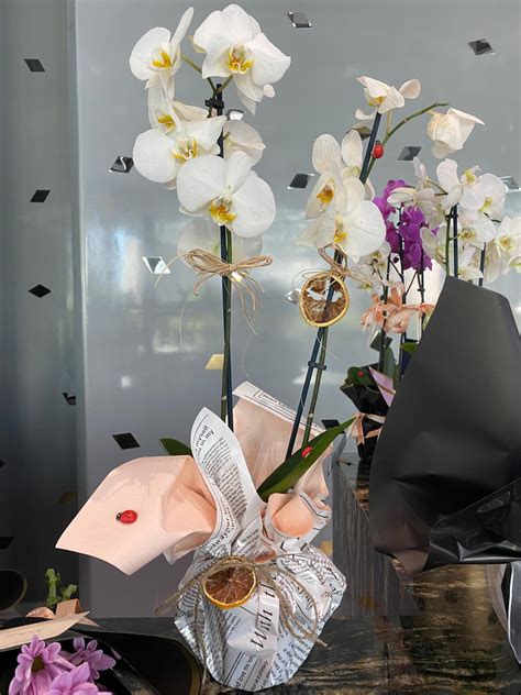 Viabonte Soluk Kurumaya Yüz Tutmuş Orkide Şikayetvar