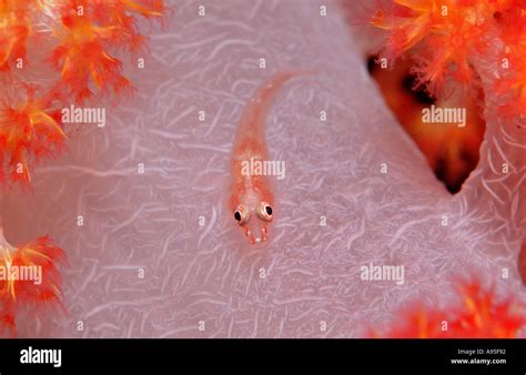 Common Ghost Goby On Soft Coral Pleurosicya Mossambica Indonesia Indian