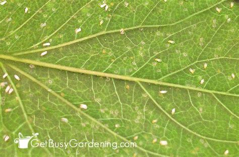 You must be careful if you see a lot of them, as the tree's these tiny bugs are about the size of a grain of rice. How To Get Rid Of Whiteflies On Indoor Plants, For Good ...