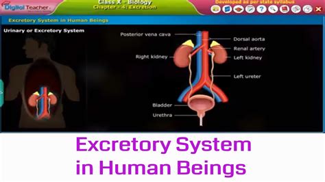 Excretory System In Human Beings Class 10 Biology Digital Teacher