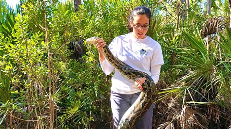 Burmese Pythons to Iguanas, what to know about SWFL's invasive species