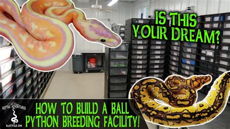 How To Build A Ball Python Breeding Facility With Jsa Reptiles Youtube
