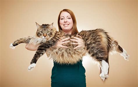 Video Meet Ludo The Longest Cat In The World Guinness World Records