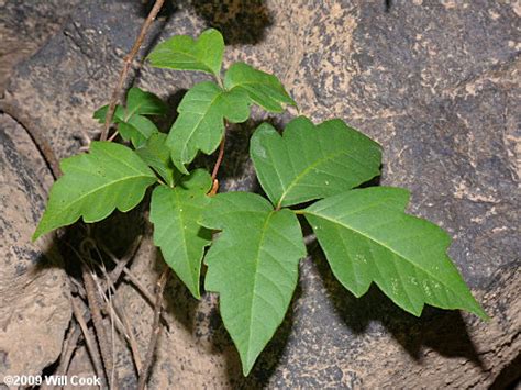 Eastern Poison Ivy Toxicodendron Radicans