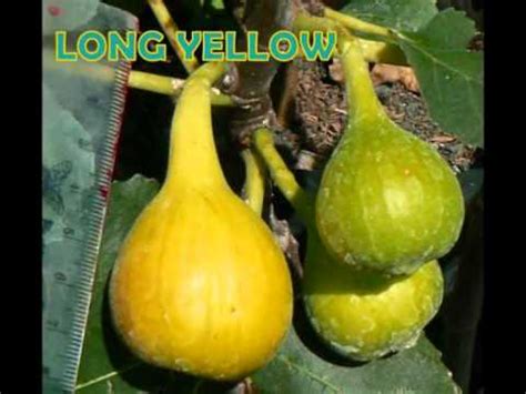 Buah tin atau ara (ficus carica l) adalah jenis tanaman yang berasal dari asia barat. JENIS BUAH TIN YANG SUDAH BEREDAR DI INDONESIA - YouTube