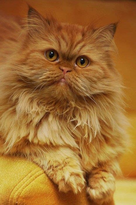 Lovely Pets 10 Cutest Cat Breeds