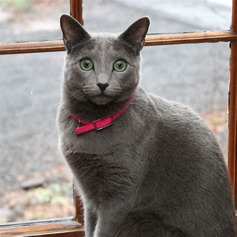 Cats are displayed by show season, with the most recent season at the top. What Is A Russian Blue Cat? | The Pets Dialogue
