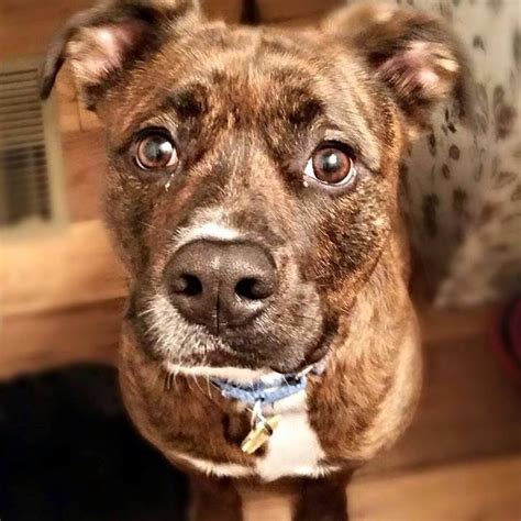 Top dog named taison ! Tyson Monkey | Modern Dog magazine