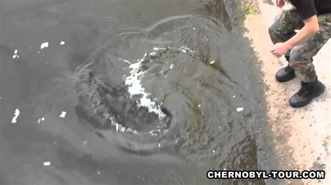 Looking to download safe free latest software now. Chernobyl Mutations Fish in Pripyat River near Chernobyl Nuclear Power Plant - YouTube