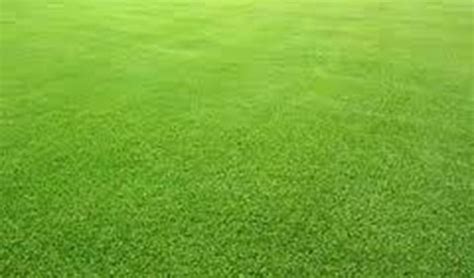 Ini Dia Jenis Jenis Rumput Hijau Bagai Karpet