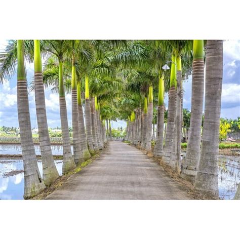 10 Florida Royal Palm Roystonea Regia Tree Houseplant Seeds