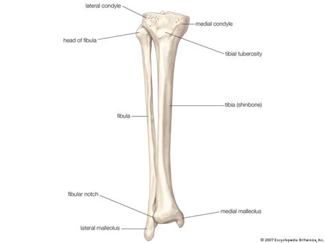 Blood vessels and nerves enter the bone. Fibula | bone | Britannica.com