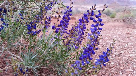 Vascular Plants Glen Canyon National Recreation Area U