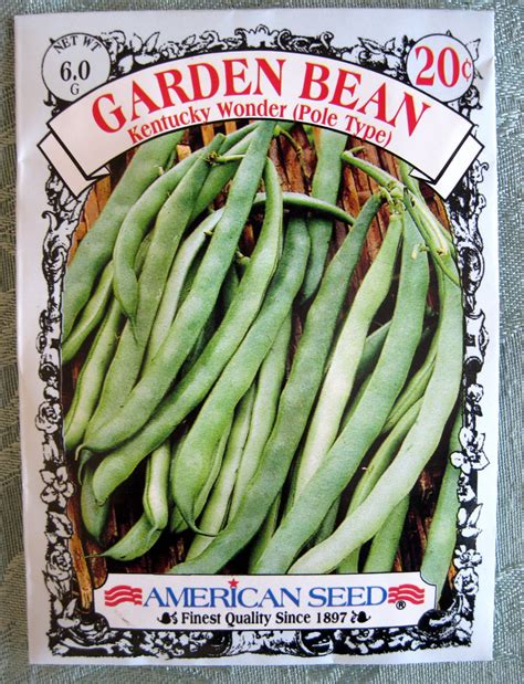 Pods are oval, thick, gently curved, meaty and tender. Kentucky Wonder Pole Bean Seeds | Maggie Metcalf | Flickr