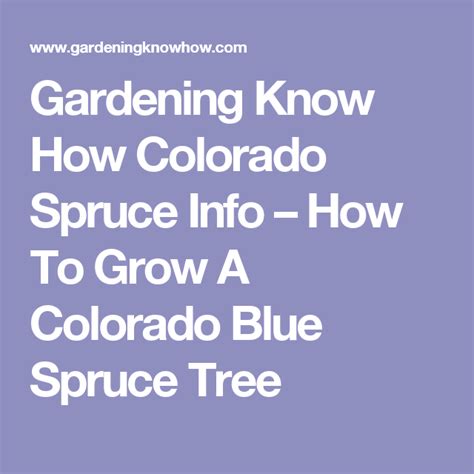 Gardening Know How Colorado Spruce Info How To Grow A Colorado Blue